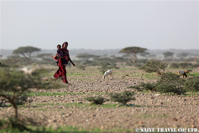 アラビアオオノガン　セアカアフリカオオノガン　Arabian Bustard (1)