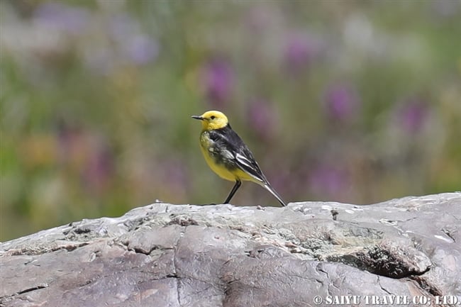 キガシラセキレイ Citrine Wagtail デオサイ高原 (20)