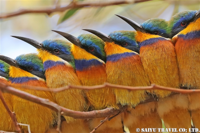 ルリムネハチクイ　Blue-breasted Bee-eater エリトリア (9)