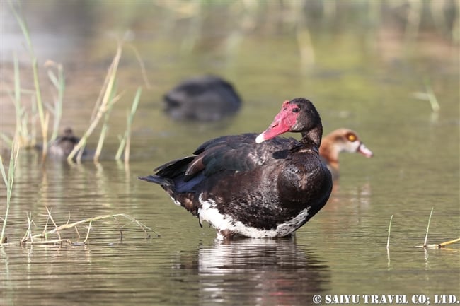 アワッサ湖（エチオピア）バードウォッチング ツメバガン Spur-winged Goose