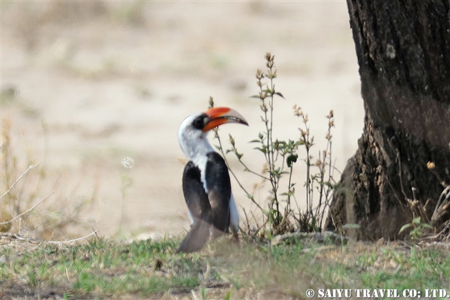 Von der Decken’s Hornbill　セグロコサイチョウ　アビアッタ・シャラ湖国立公園エチオピア (11)