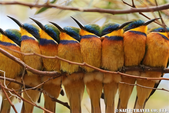 ルリムネハチクイ　Blue-breasted Bee-eater エリトリア (6)