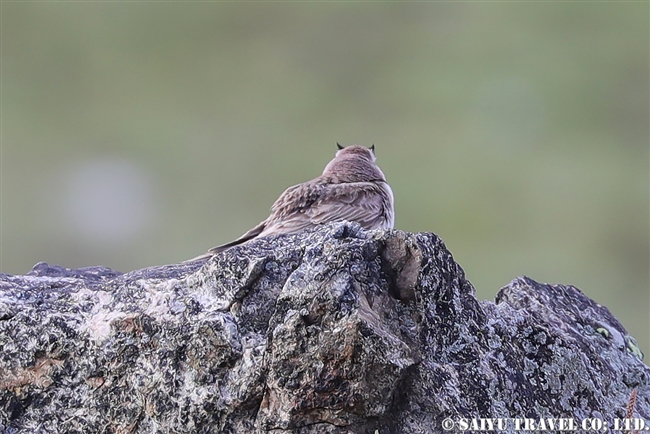 Horned Lark　ハマヒバリ　デオサイ高原 (5)