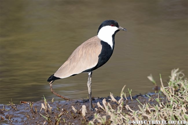 アワッサ湖（エチオピア）バードウォッチング (4) Spur-winged Lapwing ツメバゲリ