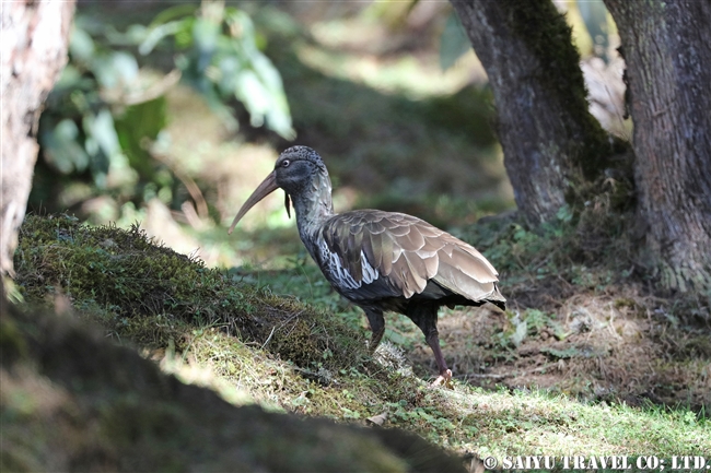 バレマウンテン国立公園　ハレナの森 (14)　イボトキ