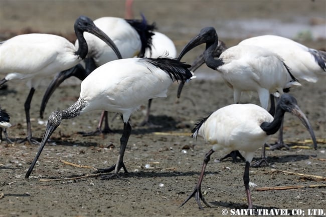 アフリカクロトキ　Sacred Ibis ズワイ湖　エチオピア (9)