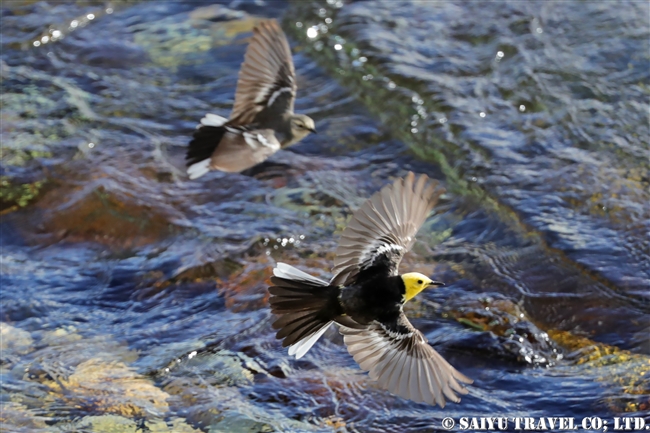 キガシラセキレイ Citrine Wagtail デオサイ高原 (7)