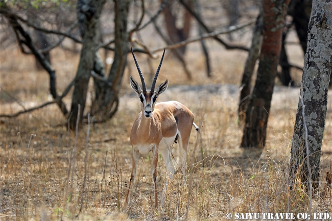 グラントガゼルのメス　Grant's Gazelle　アビアッタ・シャラ湖国立公園エチオピア (9)