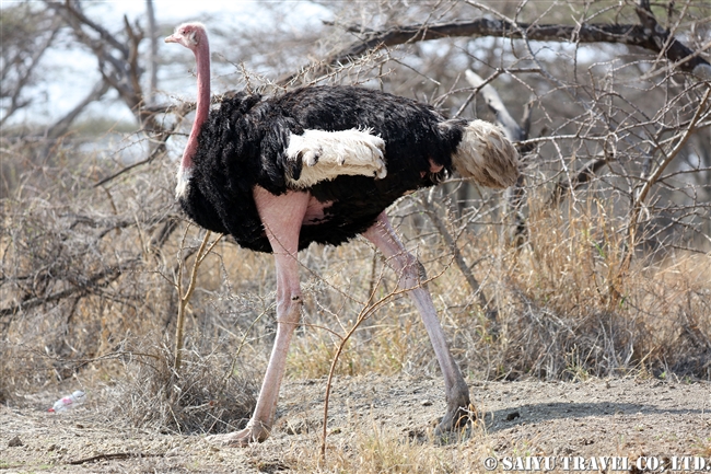 Common Ostrich ダチョウ　アビアッタ・シャラ湖国立公園エチオピア (7)