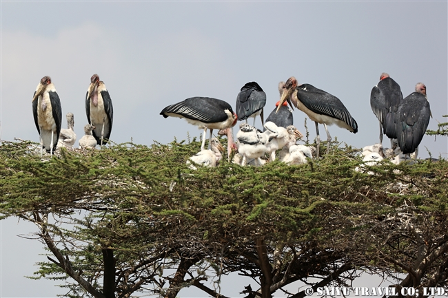 アフリカハゲコウ Marabou Stork　ズワイ湖　エチオピア (11)