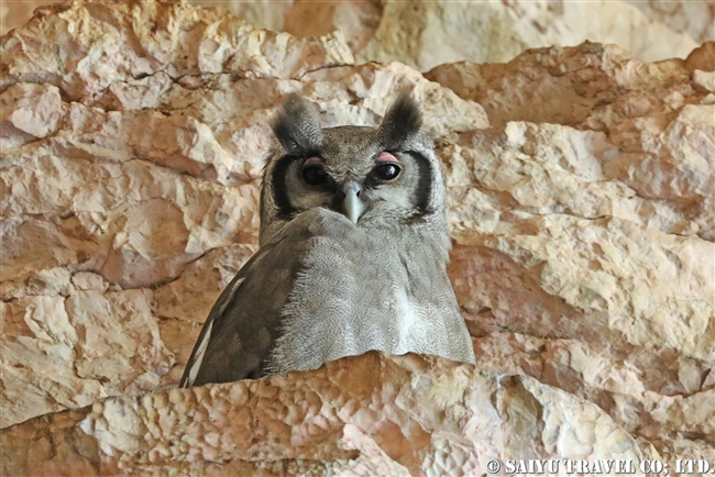 ソフオマール洞窟（エチオピア） (3) クロワシミミズク Verreaux's Eagle-Owl