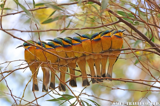 ルリムネハチクイ　Blue-breasted Bee-eater エリトリア (10)