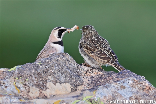 Horned Lark　ハマヒバリ　デオサイ高原 (1)