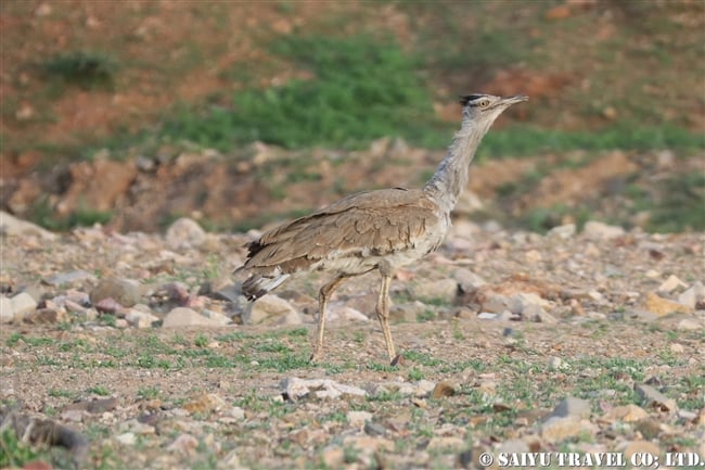 アラビアオオノガン　セアカアフリカオオノガン　Arabian Bustard (8)