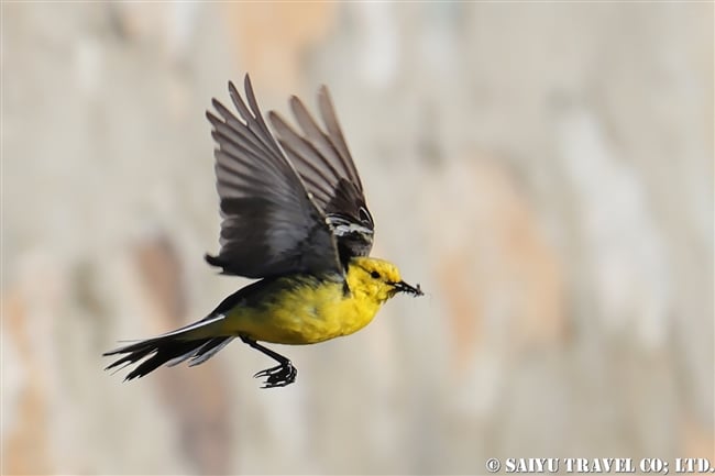 キガシラセキレイ Citrine Wagtail デオサイ高原 (13)