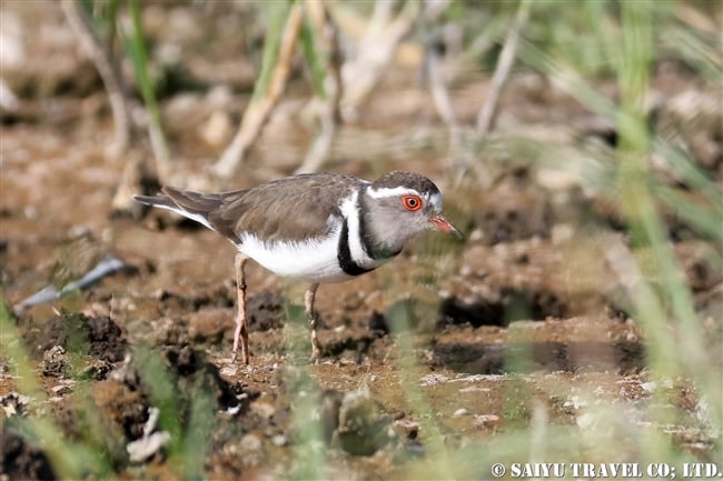 アワッサ湖（エチオピア）バードウォッチング ミスジチドリ Tree-banded Plover