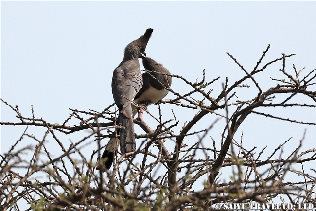 White-bellied Go-away-bird シロハラハイイロエボシドリ　アビアッタ・シャラ湖国立公園エチオピア (2)