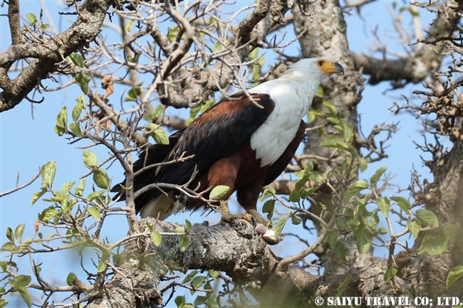 アワッサ湖（エチオピア）バードウォッチング サンショクウミワシ African Fish Eagle