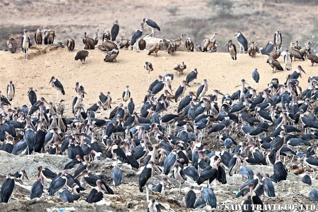 アフリカハゲコウ Marabou Stork