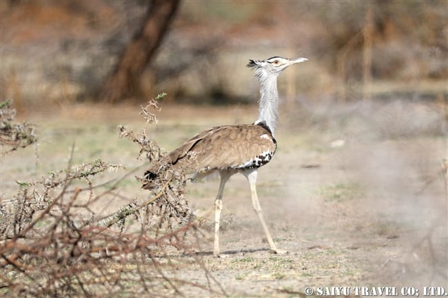 アフリカオオノガン　Kori Bustard アビアッタ・シャラ湖国立公園エチオピア (21)