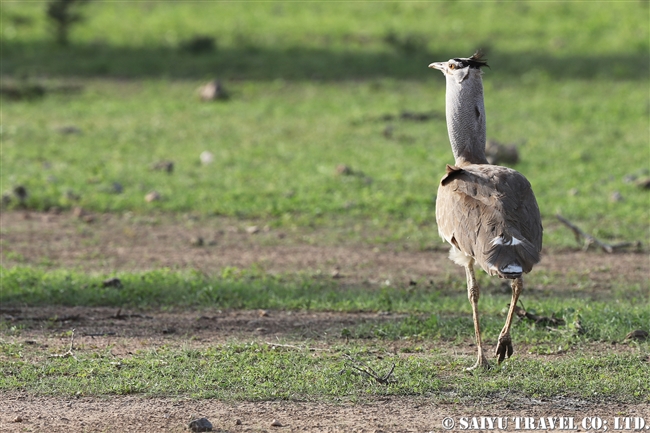 アラビアオオノガン　セアカアフリカオオノガン　Arabian Bustard (3)