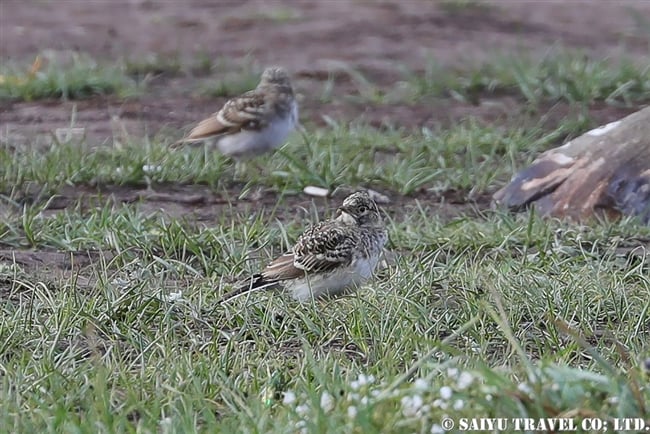 Horned Lark　ハマヒバリ　デオサイ高原 (6)