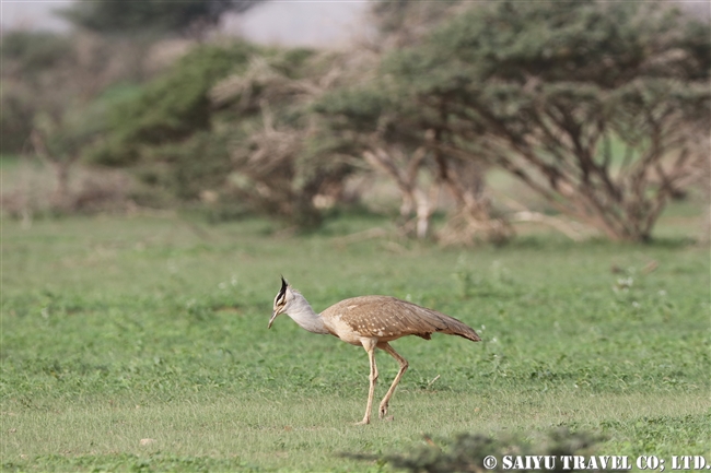 アラビアオオノガン　セアカアフリカオオノガン　Arabian Bustard (9)