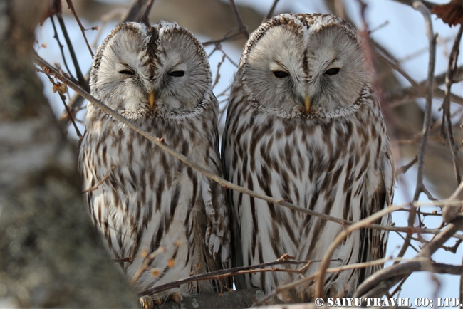 エゾフクロウ　Ural Owl (4)