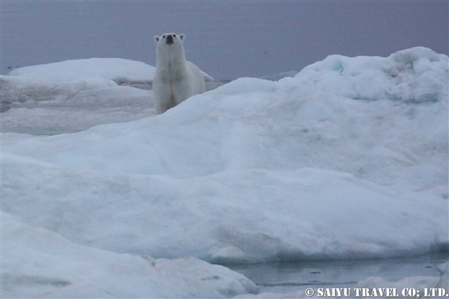 ウランゲリ島　ホッキョクグマの親子　Wrangel Island Polar Bear (2)