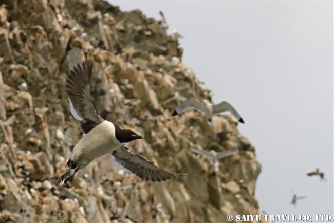 ハシブトウミガラス　Brunnich's Guillemot Thick-billed Murre ベーリング海 (4)