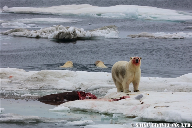 ウランゲリ島　ホッキョグマ　セイウチ Wrangel Island Polar Bear (9)