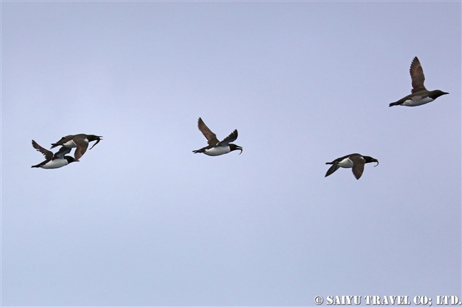 ハシブトウミガラス　Brunnich's Guillemot Thick-billed Murre ベーリング海 (1)