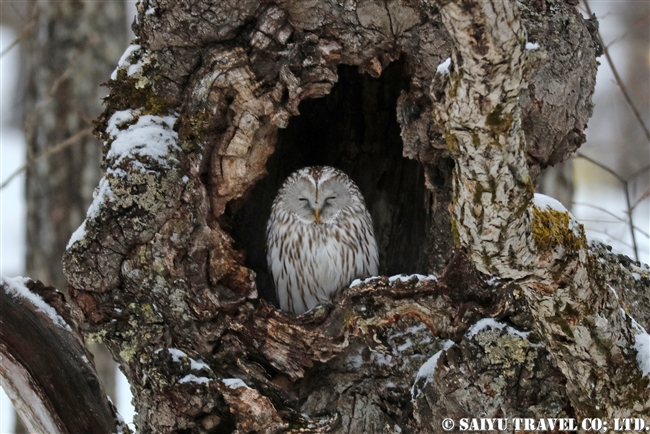 エゾフクロウ　Ural Owl 釧路湿原