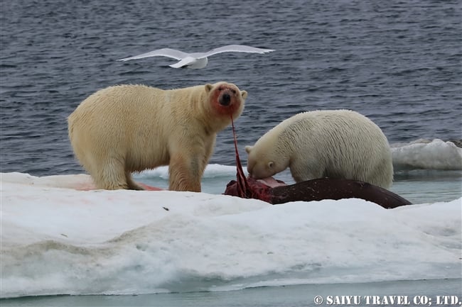 ウランゲリ島　ホッキョグマ　セイウチ Wrangel Island Polar Bear (6)