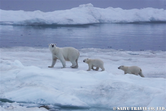 ウランゲリ島　ホッキョクグマの親子　Wrangel Island Polar Bear (6)