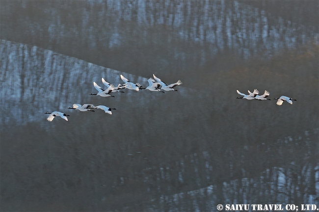 ねぐらへ向かうタンチョウ　Red-crowned Crane (7)