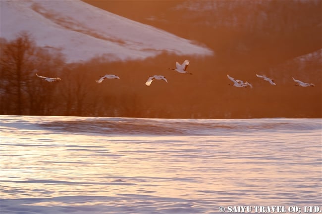 ねぐらへ向かうタンチョウ　Red-crowned Crane (10)