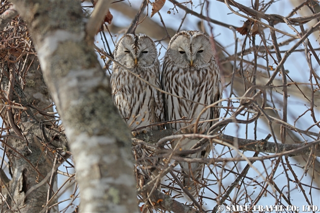 エゾフクロウ　Ural Owl (3)