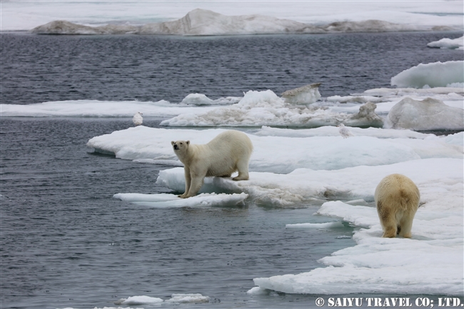 ウランゲリ島　ホッキョグマ　セイウチ Wrangel Island Polar Bear (5)