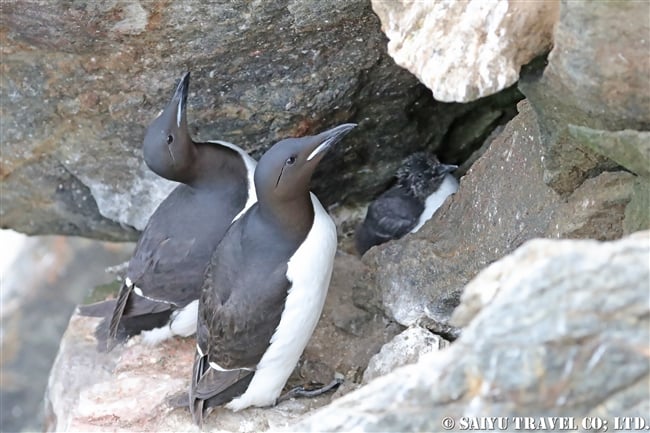 ハシブトウミガラス　Brunnich's Guillemot Thick-billed Murre ベーリング海 (12)