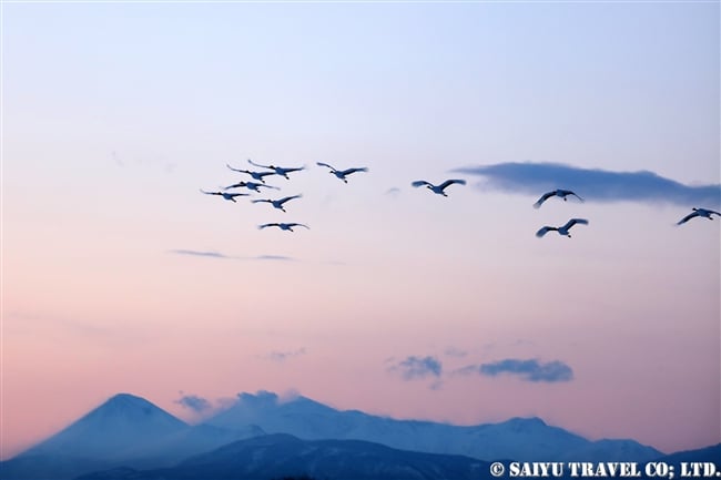 ねぐらへ向かうタンチョウ　Red-crowned Crane (14)