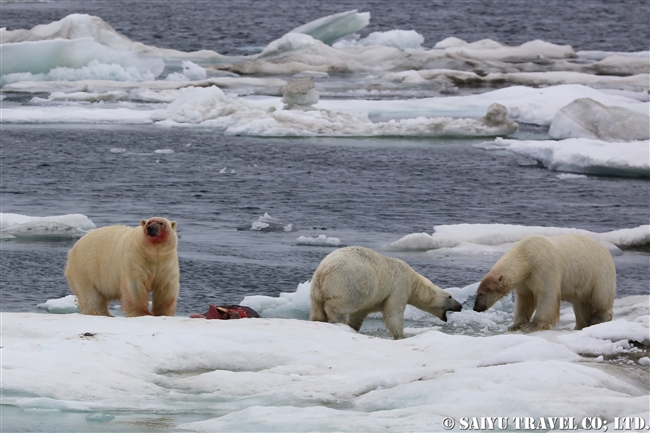 ウランゲリ島　ホッキョグマ　セイウチ Wrangel Island Polar Bear (2)