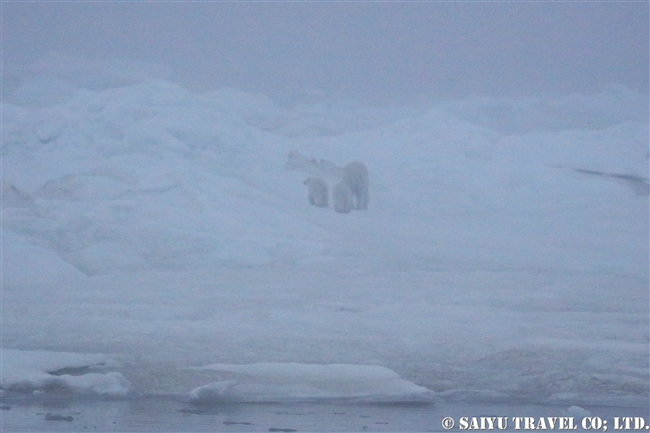 ウランゲリ島　ホッキョクグマの親子　Wrangel Island Polar Bear (15)