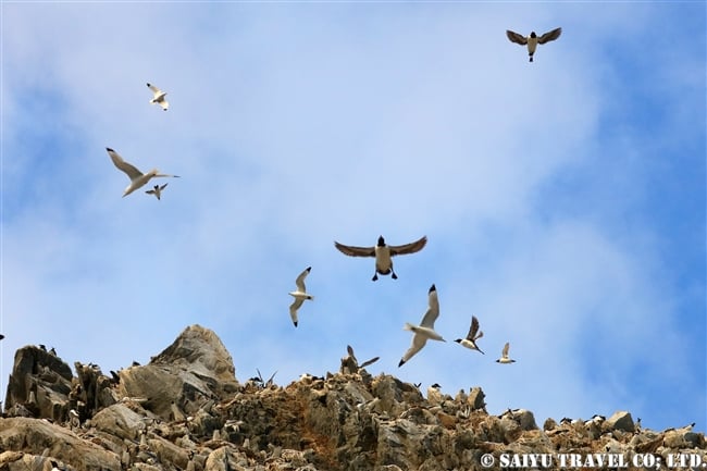 ハシブトウミガラス　Brunnich's Guillemot Thick-billed Murre ベーリング海 (8)