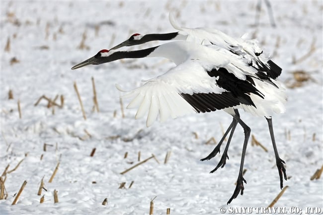 タンチョウ Red-crowned Crane 釧路湿原 (7)