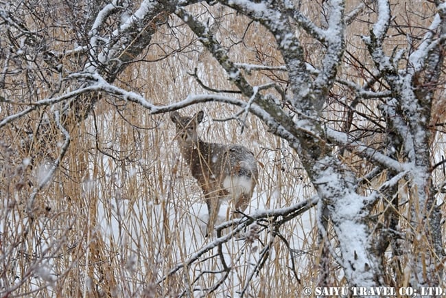 エゾシカ Ezo sika deer