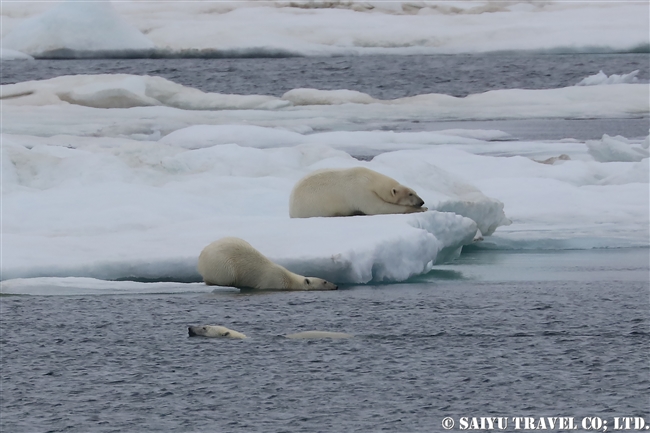ウランゲリ島　ホッキョグマ　セイウチ Wrangel Island Polar Bear (1)