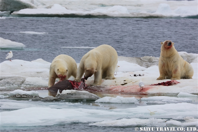 ウランゲリ島　ホッキョグマ　セイウチ Wrangel Island Polar Bear (8)