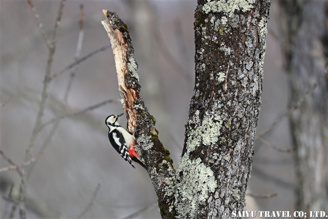 アカゲラ　Great Spotted Woodpecker