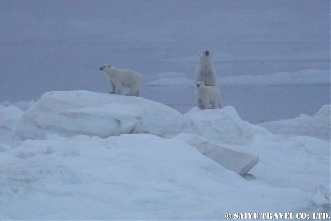 ウランゲリ島　ホッキョクグマの親子　Wrangel Island Polar Bear (12)